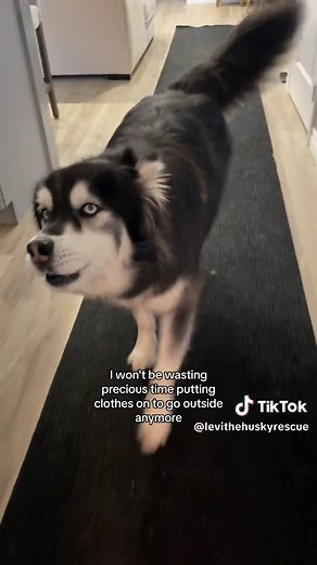 I Deserve His 1-Star Review? Exploring a Husky Beagle Mix Review