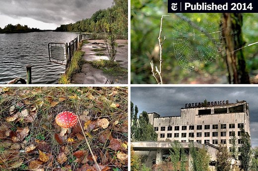 At Chernobyl, Hints of Nature’s Adaptation