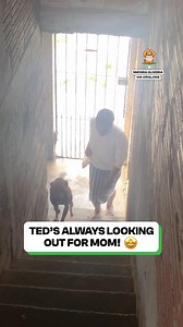 245K views · 20K reactions | We really don't deserve dogs... (he's so kind) 瑩 | Fluffy Animals | Facebook