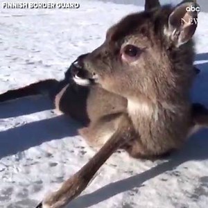 4.9K views · 144 reactions | To the rescue! A border guard helped a baby deer stranded on the ice in southern Finland. | News 5 Cleveland | Facebook