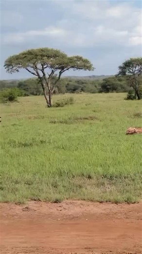 The Bespoke African Safari Co. on Instagram: "Hyenas often steal food from cheetahs because it’s an easier way for them to get a meal. Hyenas are opportunistic feeders and will take any food they can, whether they kill it themselves or steal it from other animals. Cheetahs are smaller than hyenas and may not be able to effectively defend their kill against a larger, more robust hyena. Additionally, hyenas are pack animals, and their numbers can be a significant advantage when stealing food. 10 D