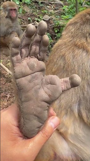 “A Day with My Monkey Buddy 🐒”