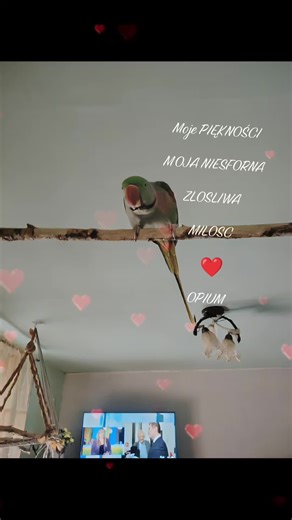 Filmy użytkownika maria (@marianowinska633) z muzyką Jesteś moim ukojeniem - CyberGhost