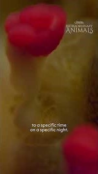 Extraordinary Animals: Coral Spawning