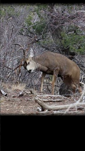 Mule Deer Buck Tears Into the Brush #rutbehavior #buckraking #dominantbuck