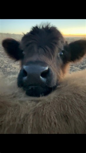 Good morning 2026 ✨ Happy New Year from all of us at Highland View Farm! 🎉 2025 was an incredible year and we’re so grateful for every single person who supported our farm along the way. 2026 is shaping up to be a big one, with some exciting new additions coming… we can’t wait! stay tuned🐮 🎨🍷🧘‍♀️📸✨ #highlandviewfarm #thankyou #southwestwa #westernaustralia #HappyNewYear #highlandcow #perththingstodo | Highland View Farm