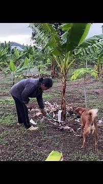 Pruning Banana Tree Roots Like a PRO for Healthy Growth #tropicalfruit #banana