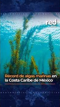 Alerta en la Costa Caribe de México por la llegada récord de algas marinas que amenaza el ecosistema