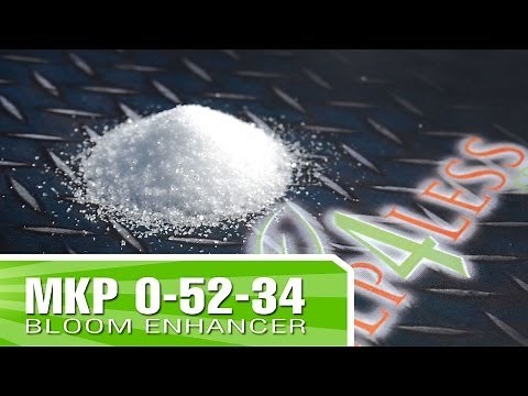 How to produce large flowers and buds. Grow with MKP 0-52-34 Bloom Fertilizer