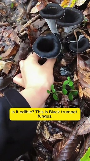 Edible vs Poisonous Mushrooms in Nature 🍄🌲