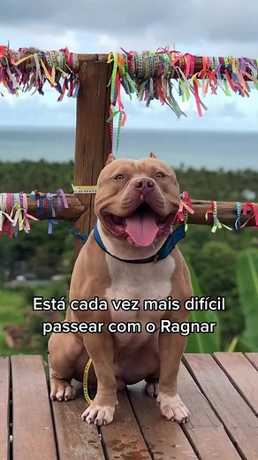 O modelo ajuda né kkkk #pitmonster #americanbully #pitbull #fy | Ragnar.Oficial