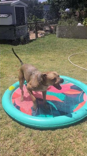 Spray Pool for Christmas