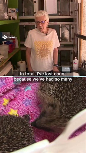 11K views · 114 reactions | Animal rescue charities are warning they are struggling to cope with a spike in demand, after the Scottish SPCA pulled back from certain callouts. https://i.stv.tv/4lfzOPk | STV News | Facebook