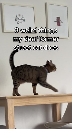 3 Weird Things My Deaf Street Cat Does!