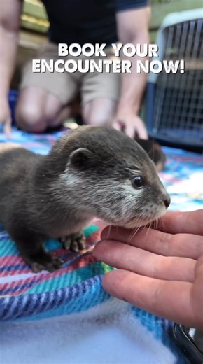 12K views · 93 reactions | Now’s your chance to meet Noodles and Dumplings! 簾 These Asian small-clawed cuties are ready to hang out with you, so book your encounter with them now: https://www.wildfloridairboats.com/book-animal-encounter-experiences | Wild Florida | Facebook