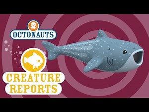 Octonauts: Creature Report - Whale Shark