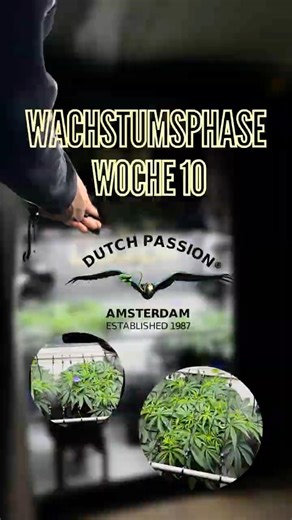 Wachstumsphase Woche 10 - Fläche effizient nutzen! | Dutch Passion