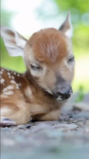 Newborn Fawn, Baby White-tailed Deer Sleeping
