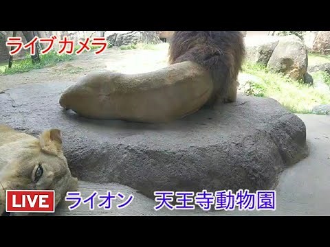 ライブカメラ ライオン 天王寺動物園 Live camera Lion Tennoji Zoo