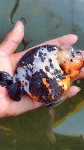 #fancy #goldfish #Fancy | goldfish