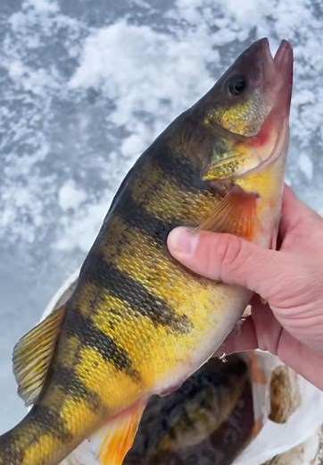 Ice Fishing Adventure: Catching Giant Hog Perch