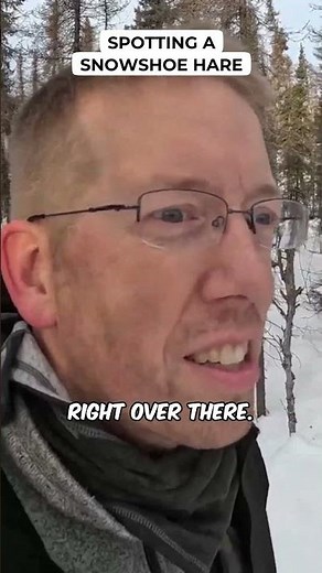 Spotting a Snowshoe Hare