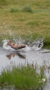 5.4K views · 1.9K reactions | Via @emergerdelpescador // Dry fly fishing in a spring creek is undoubtedly one of the most rewarding experiences when pursuing brown trout in the vast Patagonian plains. This incredible moment was beautifully captured by our cameraman @muller.89 at the stunning Bella Sofía Lodge—one of Patagonia’s hidden gems. Join us for an unforgettable adventure in the 2025 season! | In the Loop Magazine | Facebook