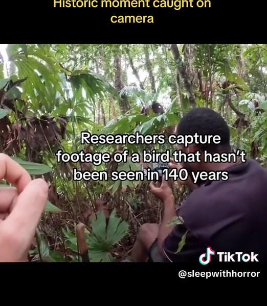 Black-naped Pheasant-Pigeon Rediscovered After 140 Years