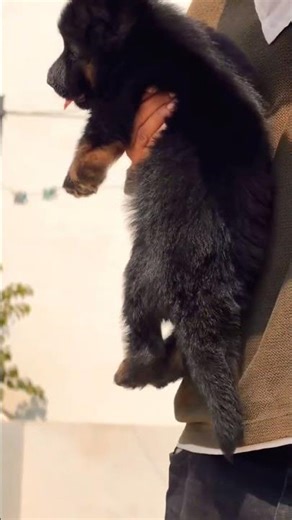 German Shepherd Puppy Guard Line Healthy Active #dogguard 8810623046 Call Fast #dogsecurity #dog