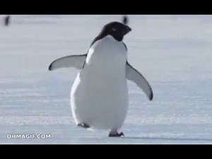 penguin walk gif