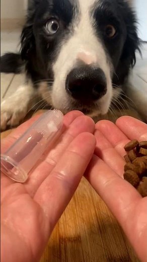 DIY Dog-friendly toothpaste