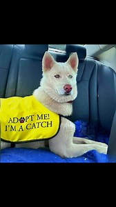 20 reactions · 15 shares | Meet Honey! Looking for a hiking partner?...