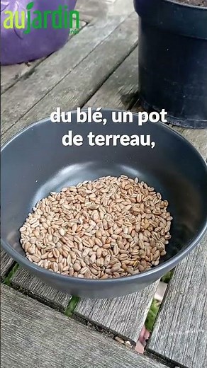 Le CHAT a besoin d'HERBE 😽 FACILE et très ÉCONOMIQUE !