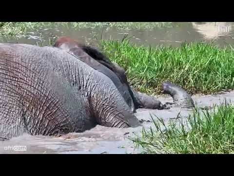 Elephant Testing His Built-In Snorkel