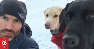 Canine commentary: how a BBC sports broadcaster made his dogs social media stars