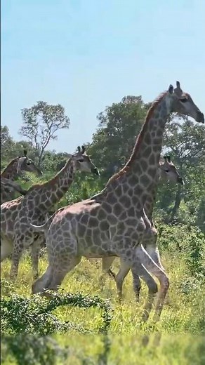 The Grace of a Giraffes Run in Kruger Park