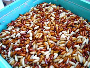 CASTERS - Catchy Bait