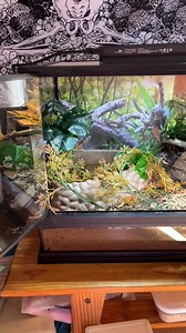 re decorating the toad cage! #squishiesophie #toadcage #toad #canetoad #americantoad #toads | Squishiesophie