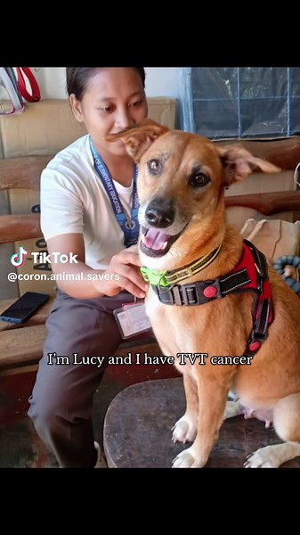 Coron Animal Savers isn’t just about rescuing dogs, it’s also helping those in the community. Lucy had a huge cancerous tumour, which was severely infected and maggots started to feed off it, so we stepped in to get her treatment. Lucy has been through so much already in having lost 3 of her puppies a few months ago, and now battling with cancer. After vet appointments we were told that Lucy likely has SCC not TVT, meaning that the cancer would need to be surgically removed in Puerto Princesa. B