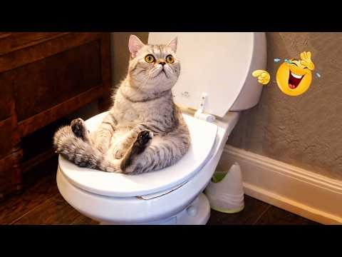 You Laugh You Lose 😂😹 | Ultimate Funny Cat Compilation