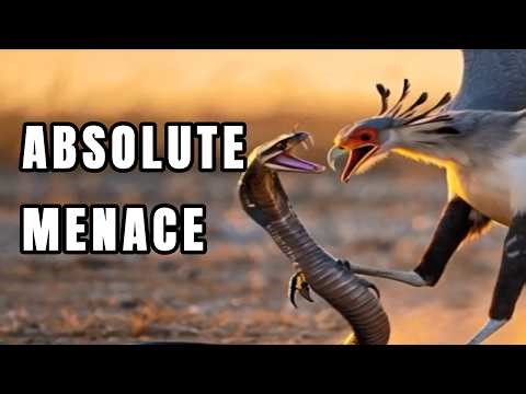 The Killer in Heels: Why Snakes Fear This Bird