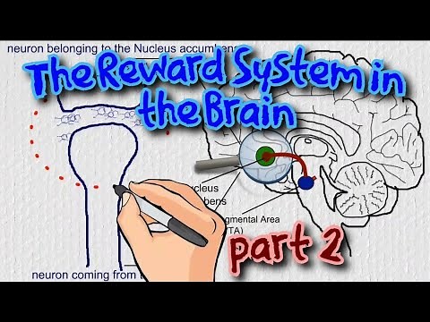 The Reward System in the Brain - the role of tonic and phasic dopamine
