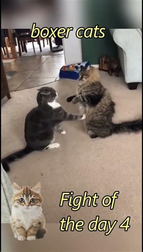 🙀Top 5 Cat Fights: WWE Edition! Pt. 2 #cat #funny#cutecats #animals