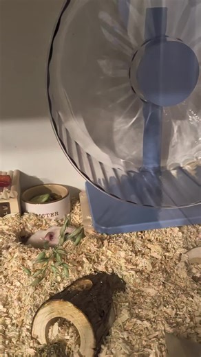 Exciting Arrival of My New Hamster Wheel!