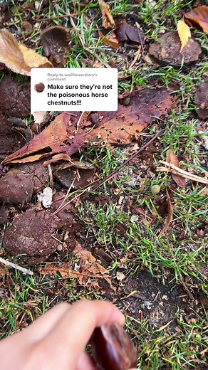 Identifying Edible Chestnuts: Tips and Tricks for Foraging Safely