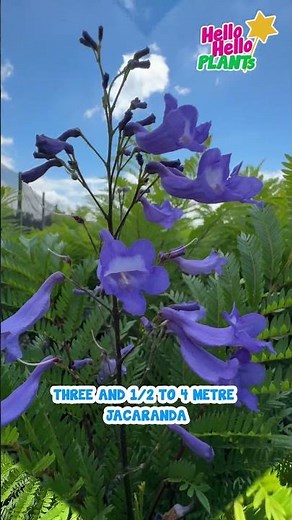 Jacaranda Bonsai Blue: A Compact Jacaranda for Small Gardens.
