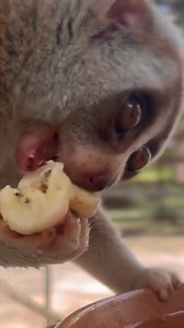 Tulip sure loves his bananas!  This adorable slow loris arrived at...