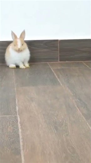 🐱 Tiny semaphore flags playtime request code! 📡 #shorts #cute