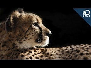 How Cheetahs Are Killing Themselves