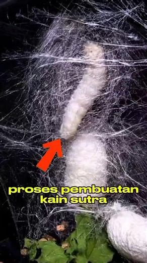 beginilah proses pembuatan kain sutra!! #shorts #funfacts #faktaunik